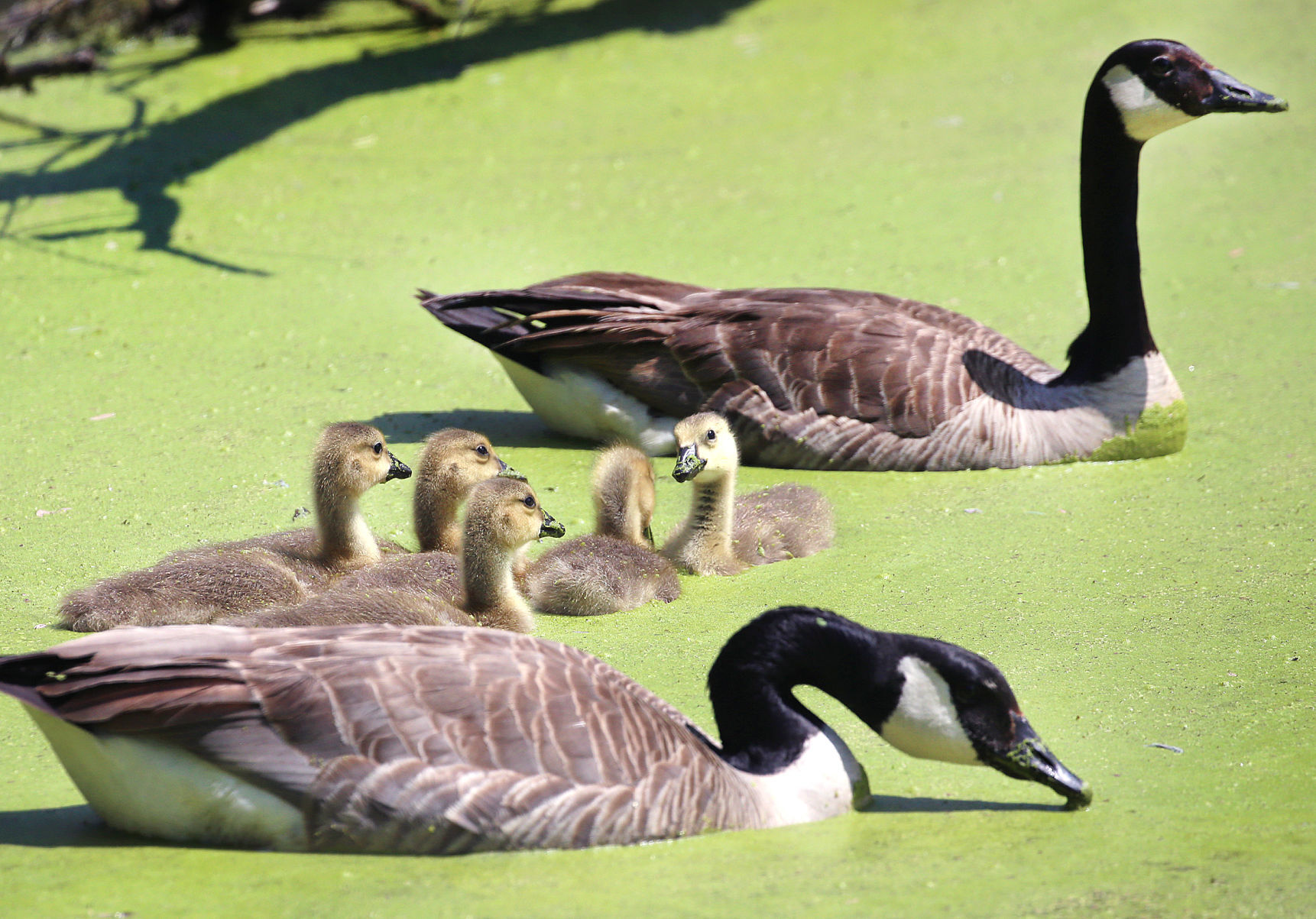 New feathered family